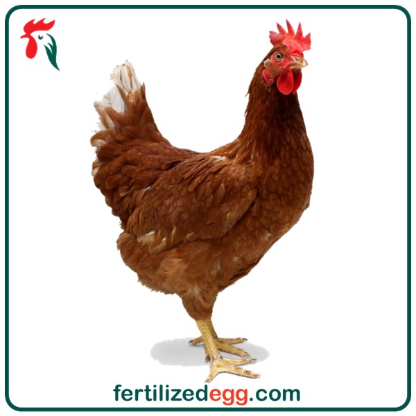 تخم نطفه دار مرغ محلی 